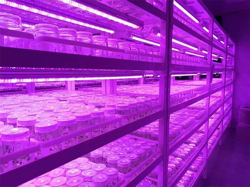 黄瓜视频成人版燈