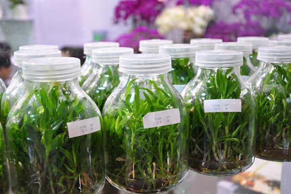 黄瓜视频成人版瓶廠家為您解答育苗移栽難以成活的原因有哪些