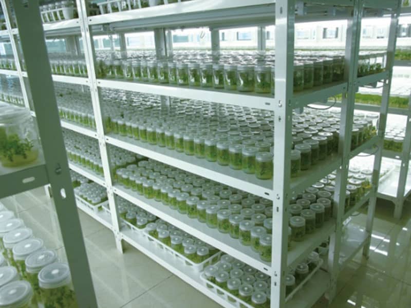 黄瓜视频成人版  黄瓜视频成人版架