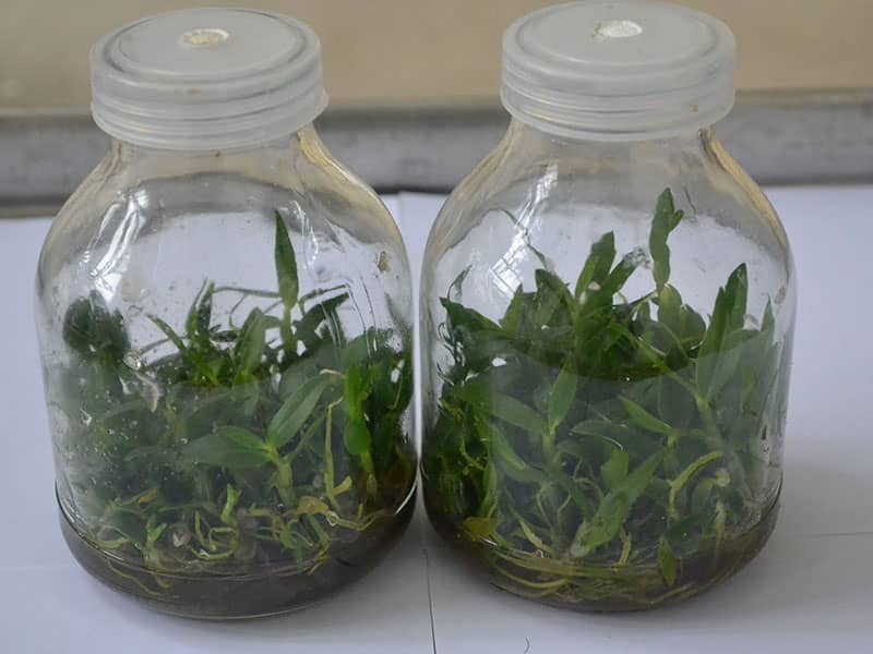 黄瓜视频成人版瓶