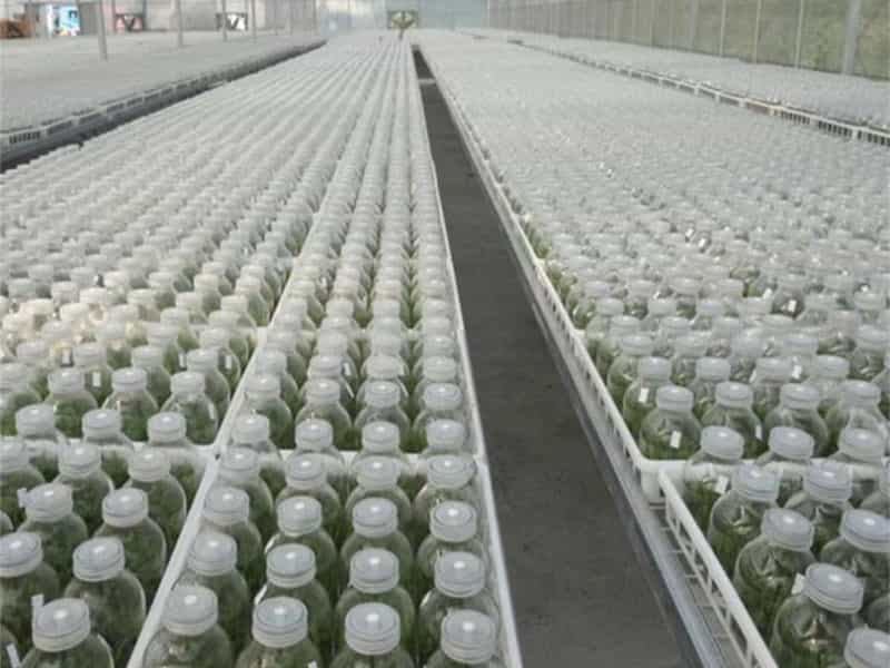 黄瓜视频成人版瓶