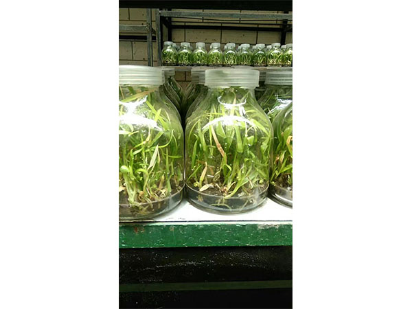 藍莓黄瓜视频成人版苗瓶外扡插生根的研究