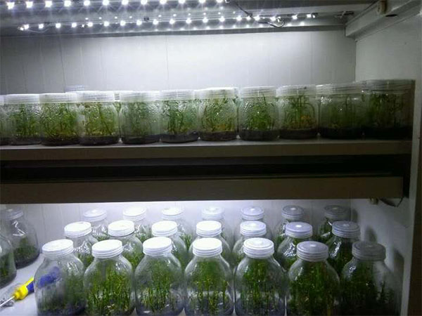 蘭花黄瓜视频成人版技術研究