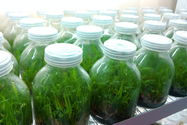 黄瓜视频成人版儀器的選擇和清洗以及優勢有哪些