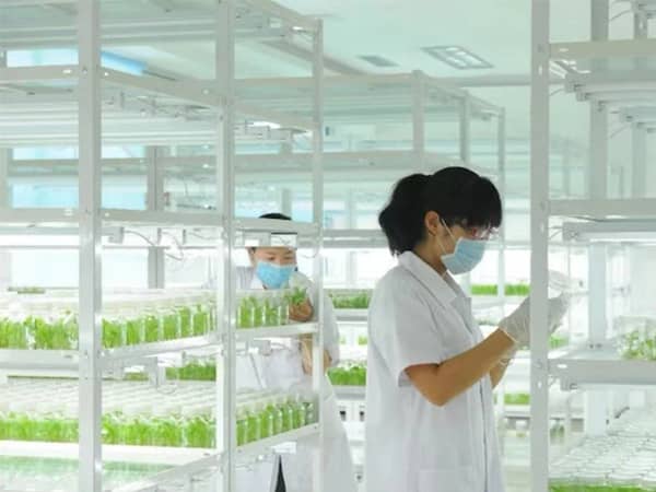 新昌白芨黄瓜视频成人版苗培育及大田栽培技術