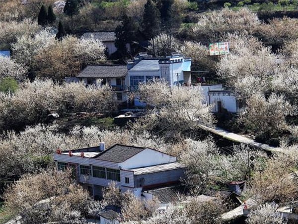 櫻桃黄瓜视频成人版快繁試驗