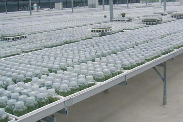 黄瓜视频成人版室培養的類型以及特點有哪些