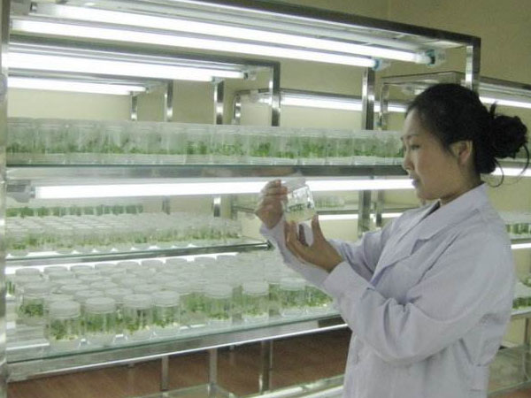 我國櫸樹黄瓜视频成人版快繁研究現狀與發展趨勢