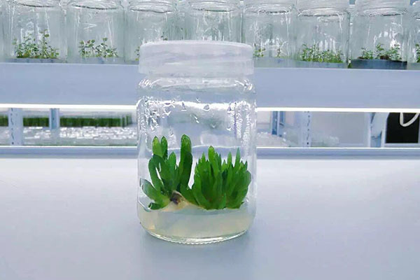 植物黄瓜视频成人版的條件有哪些