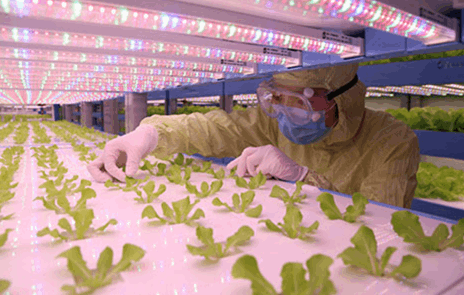 黄瓜91软件下载黄瓜视频成人版詳解植物工廠