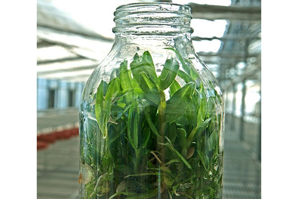 剛收到的黄瓜视频成人版苗應該怎樣進行處理