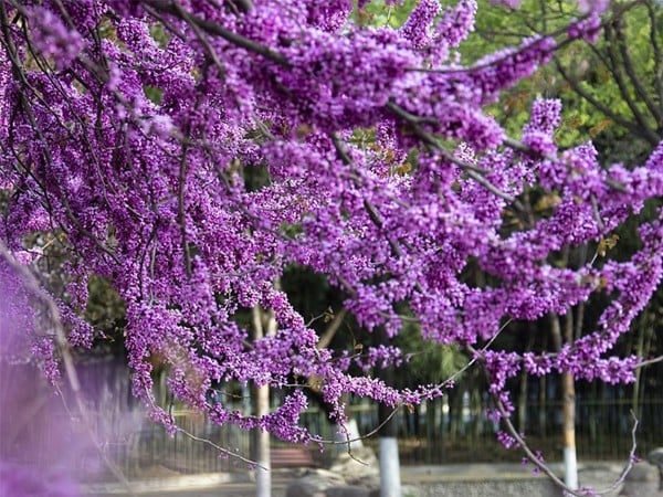 紫荊的主要蟲害