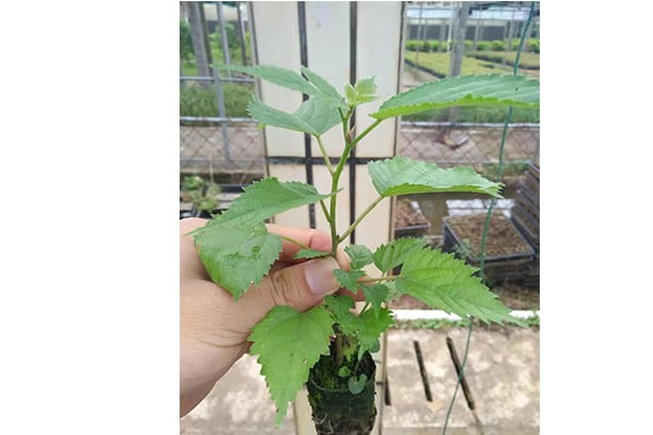 構樹的價值及其黄瓜视频成人版方法