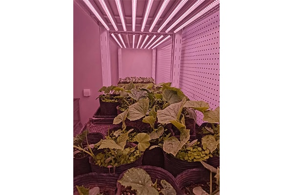 黄瓜视频成人版