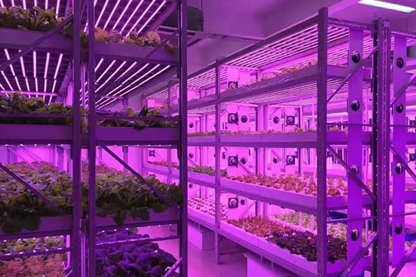 黄瓜视频成人版光照的需求指標