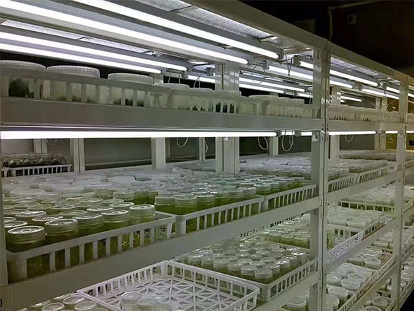 黄瓜视频成人版設備廠家為你講解植物黄瓜视频成人版的應用前景