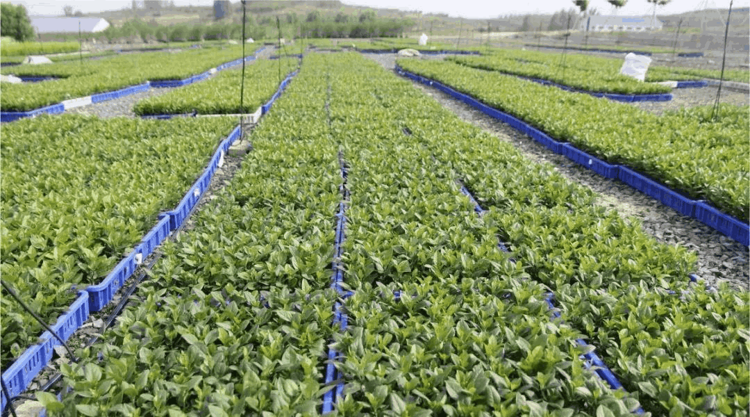 喬化、短枝、矮化蘋果樹在樹體上具有明顯的區別