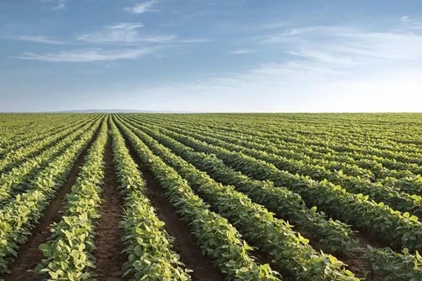 組織培養汙染產生的原因及防治措施(黃化&amp;褐化)