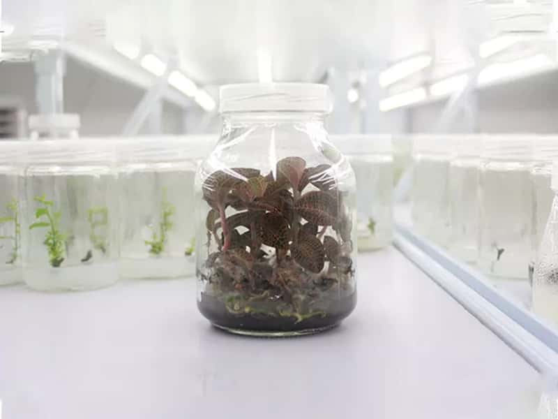 黄瓜视频成人版瓶