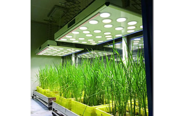 淺析組織培養的定義