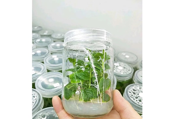 黄瓜视频成人版設備