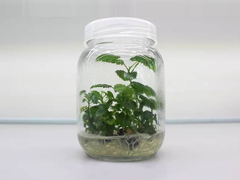 黄瓜视频成人版瓶