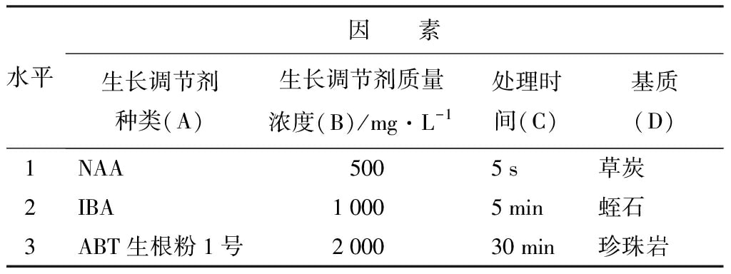 輪生冬青黄瓜视频成人版苗微枝試管外生根技術