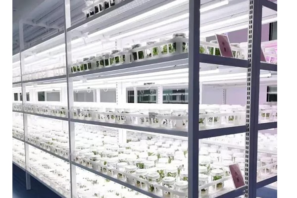 黄瓜视频成人版苗瘦弱、徒長原因以及應對措施