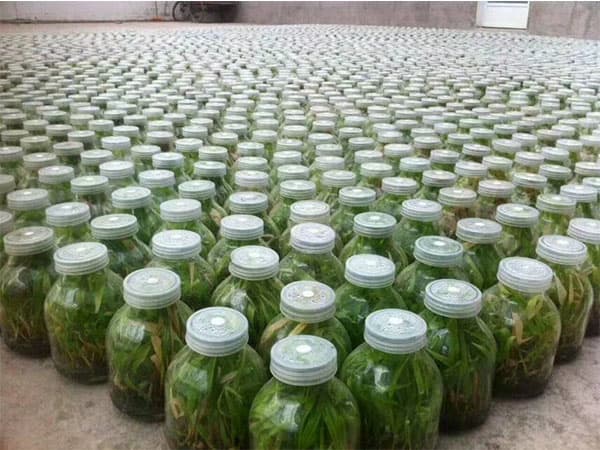 黄瓜视频成人版  黄瓜视频成人版瓶