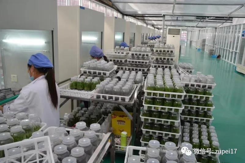 組織培養的接種