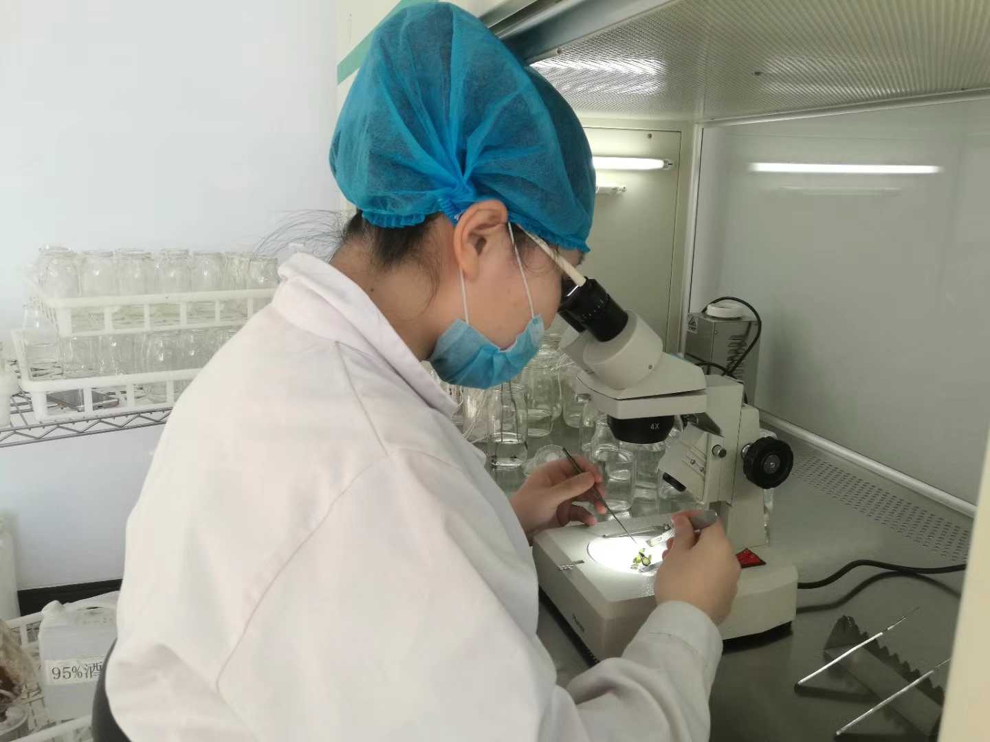 黄瓜视频成人版苗，黄瓜视频成人版，組織培養