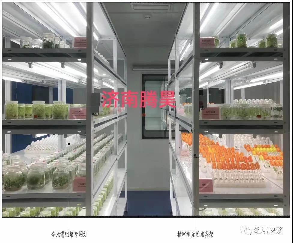 組織培養，黄瓜视频成人版架，黄瓜视频成人版疑問